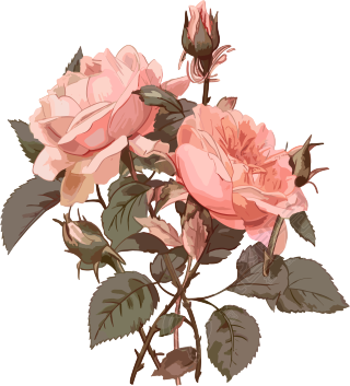 自然风格的粉色玫瑰花PNG图形素材