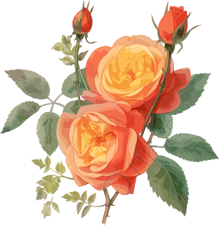 漂亮的橙色玫瑰花图案素材
