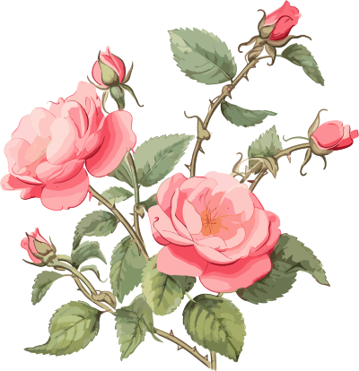 粉色玫瑰插画设计PNG