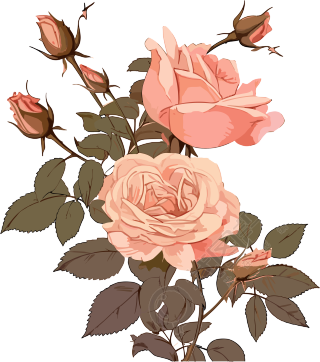 绽放的玫瑰花自然风格素材