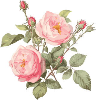粉色玫瑰花插画设计元素
