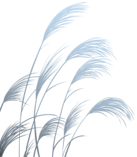 白露时节灰黑色芦苇透明背景素材