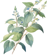 蓝色小花透明背景高清PNG插画