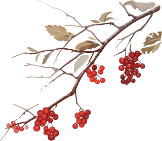 红色浆果盛载的树枝