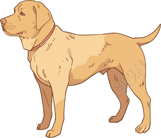 拉布拉多狗狗可商用PNG图形素材