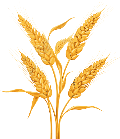 成熟的小麦动态图GIF