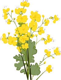 手绘黄色油菜花插画PNG