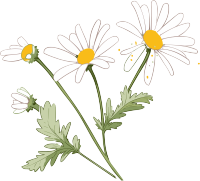 手绘扁平风格小雏菊插画