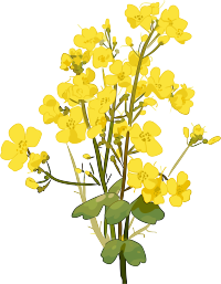 手绘油菜花插画设计