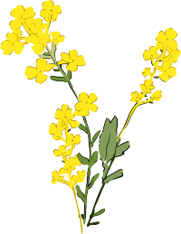 手绘油菜花扁平风格素材