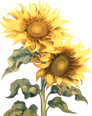 白色背景上的两朵向日葵动画风格素材