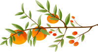 手绘柿子和枝干寒露时节插画