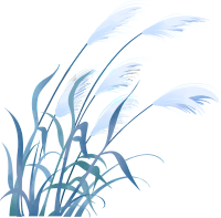 灰蓝色芦苇手绘插画素材
