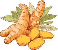 透明背景矢量剪贴画生姜PNG