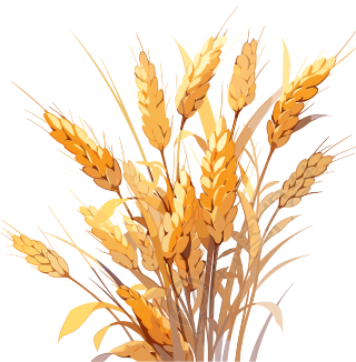 黄色的小麦设计元素PNG图形素材