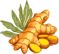 生姜高清PNG创意设计