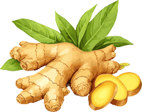 生姜新叶矢量插画PNG素材