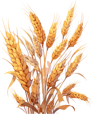 秋季谷物丰收中国大米与小麦