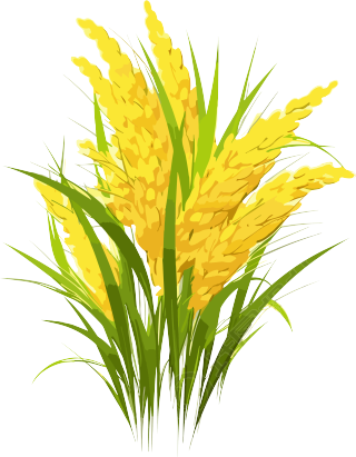 高清农业黄色麦穗素材