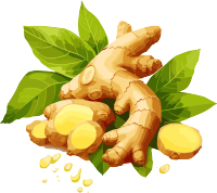 新鲜生姜PNG插画素材