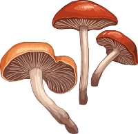 白底光栗色和浅棕色风格的灵芝插图