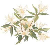 极简清新白花高清插画素材