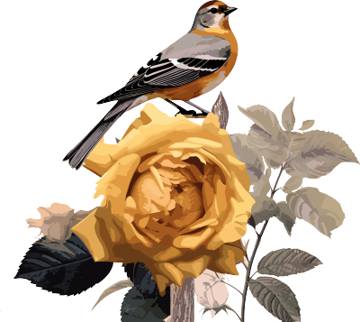 黄色玫瑰花上的小鸟复古风数字拼贴素材