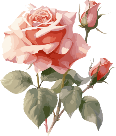 优雅玫瑰高质量PNG插图