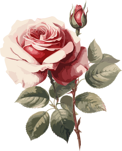 唯美玫瑰美丽花卉插画