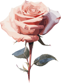 高清玫瑰花绽放插画设计素材