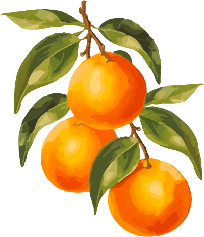 橙子树枝图形透明背景素材