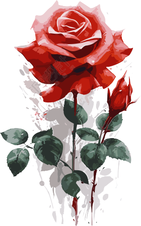 精美玫瑰插画透明背景素材