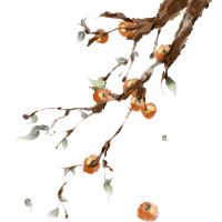 手绘寒露时节挂满枝头的柿子插画