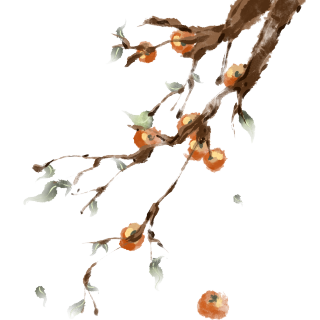 手绘寒露时节挂满枝头的柿子插画