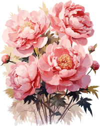 粉色牡丹花插画设计素材