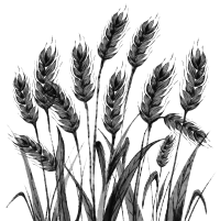 透明背景素描绘画麦子插图