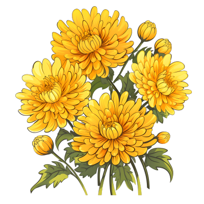 绽放的黄色菊花插图素材