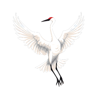 白色展翅的飞鹤插画设计元素