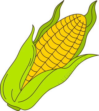 黄澄澄的玉米透明背景插图