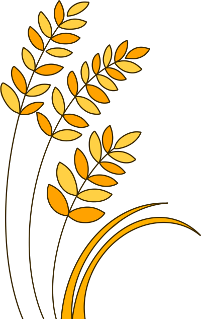 金黄色的麦子粗线条简约插画