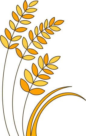 金黄色的麦子粗线条简约插画
