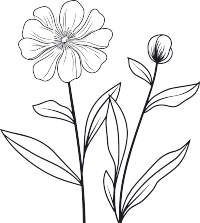 极简风黑白手绘线条花卉叶子素描插画