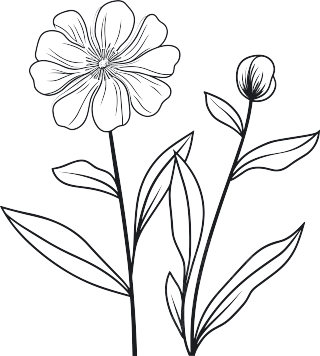极简风黑白手绘线条花卉叶子素描插画