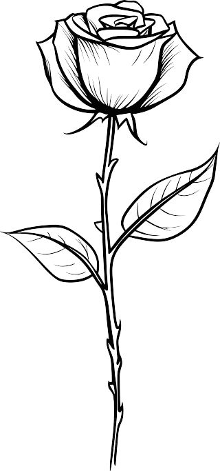 商业设计黑白手绘线描带刺玫瑰花素材
