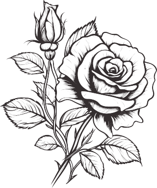 黑白手绘线条唯美玫瑰花可商用素材