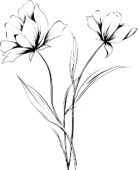 格桑花黑白手绘线稿插图