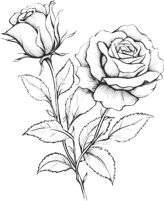 花卉叶子黑白手绘线描玫瑰花素材