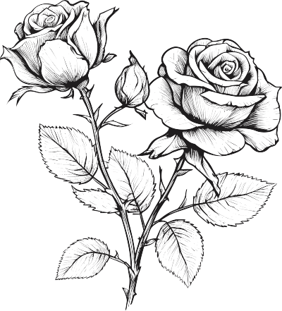 精美玫瑰花黑白手绘线描素材