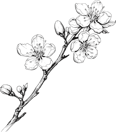 黑白手绘线条梅花素材