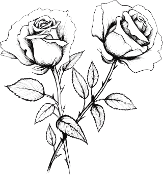 手绘黑白简约玫瑰花线描插图